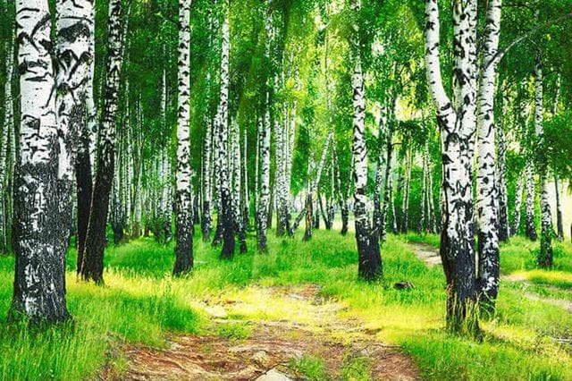 Photo of a green forest